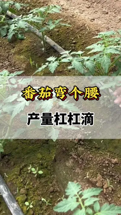 番茄弯个腰，产量杠杠滴#西红柿种植技术与管理法 #番茄卧倒 #番茄种植方法及管理技术 #农业种植技术 #番茄种植技术