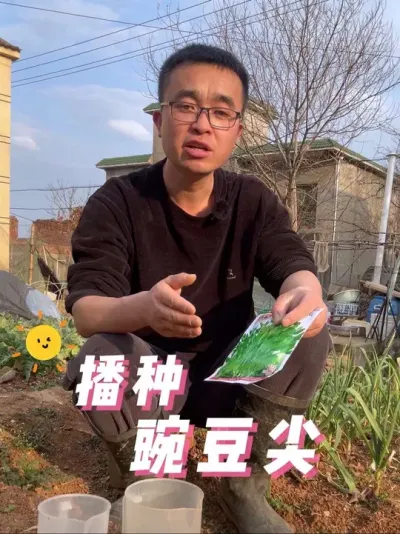 春季豌豆尖怎么种？播种豌豆尖#种植小技巧 #关注我一起学种菜 #每天分享蔬菜种植技巧 #我的小菜园 #我爱种菜