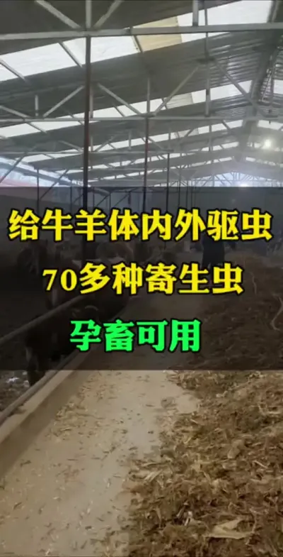 给牛羊做驱虫#全国养牛人 #肉牛养殖 #养殖户 #西门塔尔母牛 #科学养殖