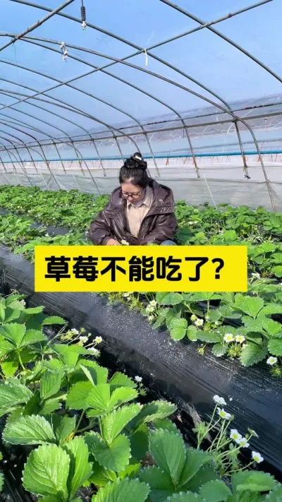 很多人认为草莓打药多，不能吃了，这是真的吗？#启明大师姐 #草莓种植管理技术和方法 #农业技术推广 #农业种植 #病虫害防治