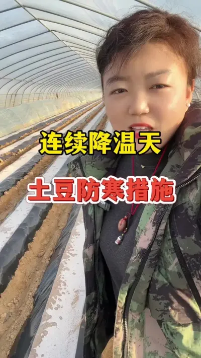 连续降温，土豆做好防寒措施#土豆高产种植 @抖音小助手