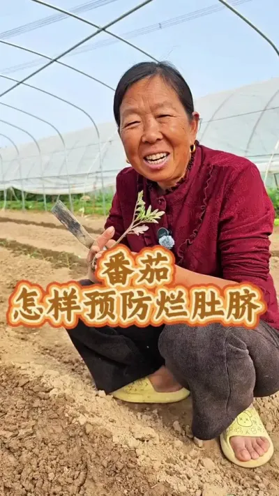 移栽番茄注意事项 移栽番茄需要补一些肥#番茄种植  #生菜杨姐 #预防病虫害