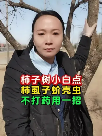 柿子树小白点蚧壳虫，只需要一招 #柿子树 #柿子树蚧壳虫专用药 #果树管理技术 #病虫害防治 #今日三农爆款