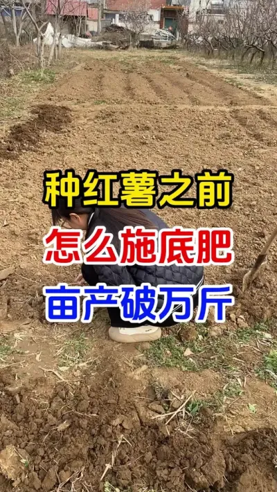 种红薯之前怎么施底肥亩产破万斤#红薯种植#红薯底肥#红薯管理#红薯高产