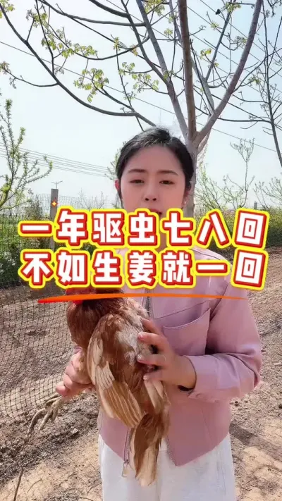 一年驱虫七八回不如生姜就一回 #鸡鸭鹅养殖 #科学养鸡 #服务三农支持三农 #养殖小妙招 #鸡病防治