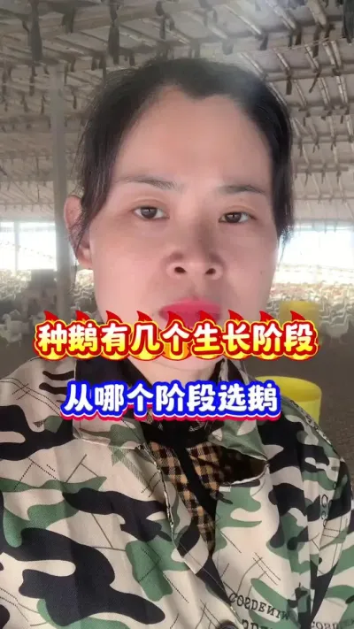 种鹅有几个生长阶段，从哪个阶段选鹅？#养鹅人 #狮头鹅 #每天分享养殖技术和经验 #养鹅技术分享 #养殖人加油