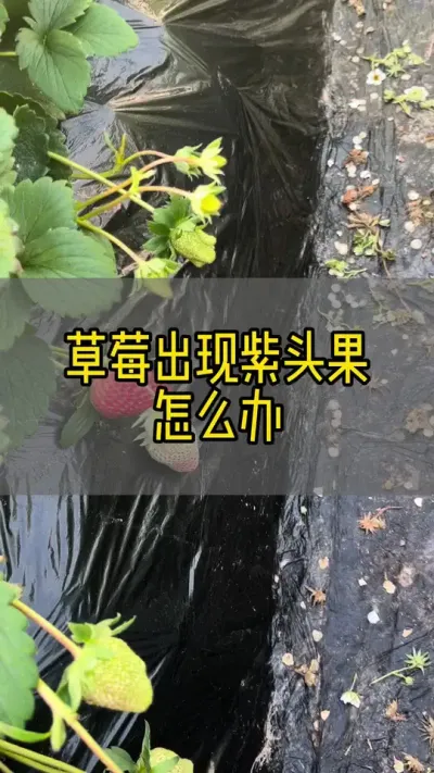 #草莓种植 #新农人计划2024 #抖音助农  草莓出现紫头果怎么办