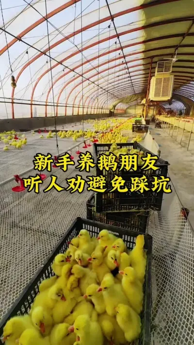#养鹅技术分享 #养鹅人 #禽病技术指导 #科学养鹅 #肉鹅