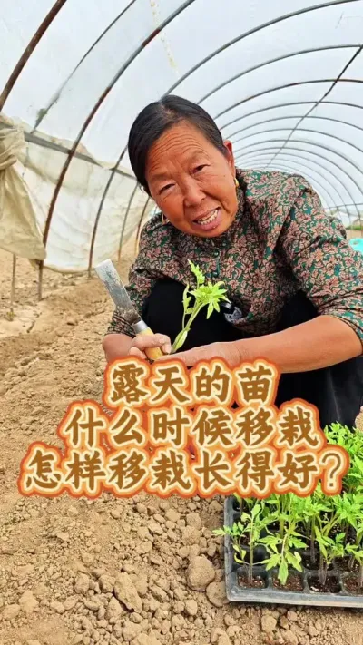 菜苗移栽的事项 菜苗移栽的注意事项#蔬菜种植 #种植小技巧 #菜苗 #生菜杨姐 #三农 @DOU+小助手