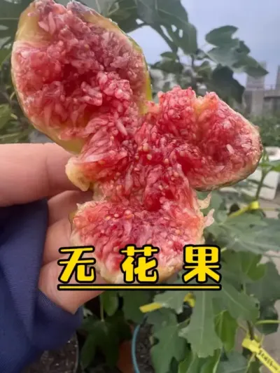 如果南方地区只能种一颗大果品种的无花果，首选当然是它了，芭劳奈无花果！#记录我的种植生活 #盆栽果树 #楼顶菜园 #盆栽无花果 #芭劳奈无花果