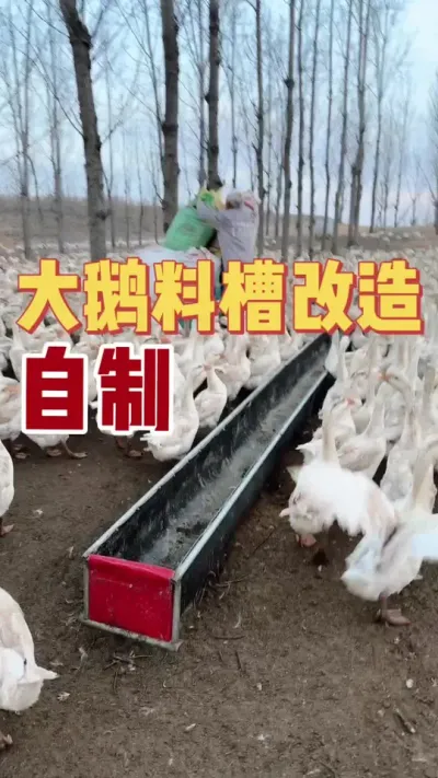 鹅场设施优化&mdash;&mdash;大鹅料槽改造！之前普通料桶装的少，鹅吃食浪费经常撒地上，还有粪便拉桶凹槽处，改造了一下，来看看如何！#养鹅技术找晓雨