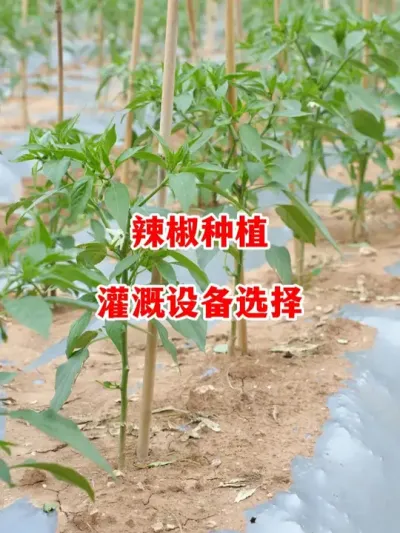 辣椒种植选择哪种灌溉方式更为合适#辣椒种植 #辣椒 #小米辣 #线椒 #来抖音学农技