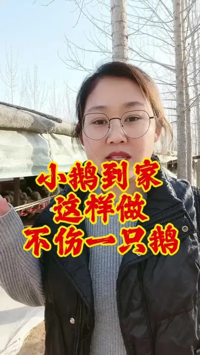 小鹅到家这样做，不伤一只鹅#养鹅人 #养鹅 #养鹅技术分享 #鹅 #科学养鹅