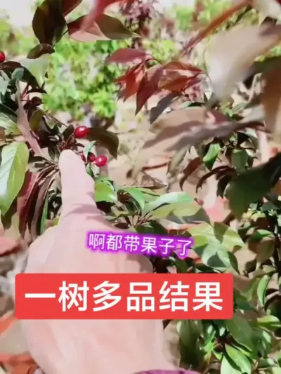 一树嫁接多个品种#嫁接技术 #嫁接高手 @一树多品果树@抖音上热门