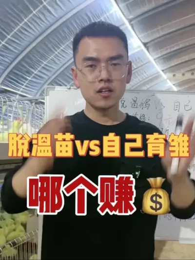 揭秘一个养鹅真相！我总觉得自己育雏肯定比买脱温苗挣钱，因为我买的苗子便宜，而且自己亲手辛苦把鹅养大了嘛！但是真的是这样吗？事实上掏苦力就一定比轻松养鹅挣钱多吗？真不一定啊老铁们！#vlog十亿流量扶持