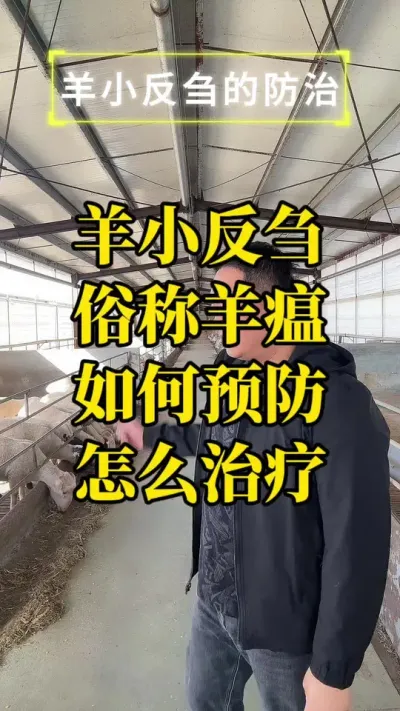 羊小反刍俗称羊瘟预防一定要做好#羊小反刍 #羊瘟 #传染性胸膜肺炎