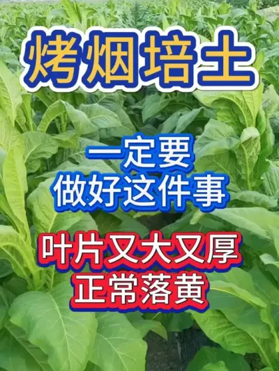 种烤烟想要品质好产量高，培土时一定要做好这件事 #烤烟种植技术与管理 #烤烟种植 #烤烟 #烟草种植 #农业种植