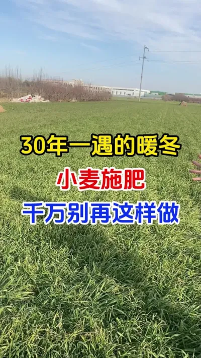 30年一遇暖冬，小麦返青肥千万别追错#小麦种植#小麦返青肥#小麦管理#小麦高产