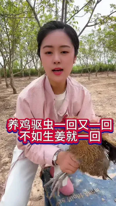 养鸡一年驱虫一回又一回不如生姜就一回 #养鸡#鸡驱虫#科学养鸡#散养土鸡#养鸡妙招