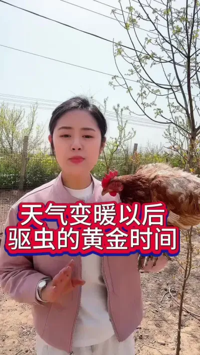 天气变暖以后又到了驱虫的黄金时间#养鸡#科学养鸡#散养土鸡#养鸡妙招#鸡驱虫