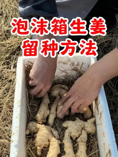 泡沫箱生姜留种方法 #生姜留种 #在家种菜 #每天分享蔬菜种植技巧 #关注我一起学种菜 @DOU+上热门 @DOU+小助手