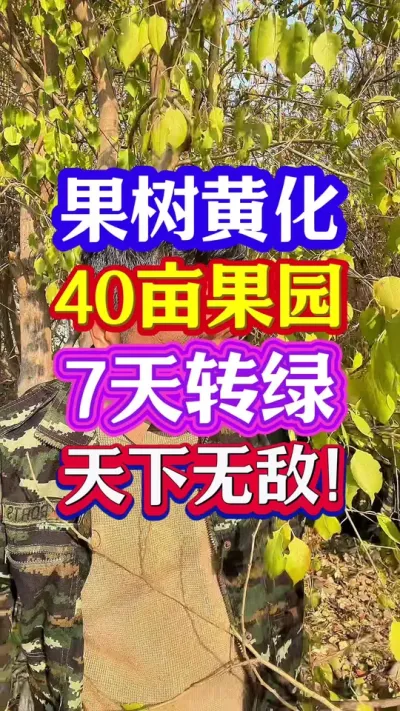 #柑橘黄化 #果树黄化 #黄化病的原因及防治方法 #分享农业知识帮农民增产增收 #抖音助农