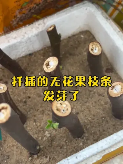 抠搜又破烂的扦插环境，它发芽了！果然没有辜负我的期待！无花果的扦插真的很容易啊！