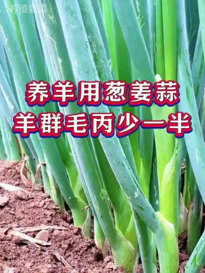 养羊用葱姜蒜羊群毛丙少一半 #养羊 #养羊人 #新手养羊