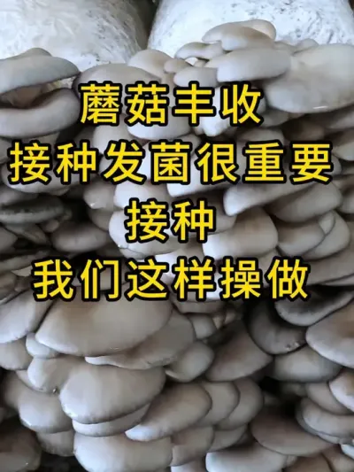 平菇种植，我们打孔接种有这个神器操作省力，菌丝启动快，快来试试吧#平菇种植 #打孔器 #菌种打孔器