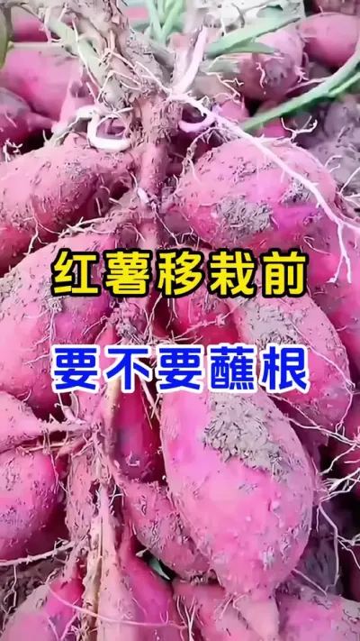 红薯移栽前要不要蘸根#红薯种植 #红薯蘸根 #种红薯小技巧 #红薯管理 #红薯高产
