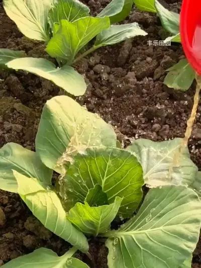 发酵芝麻饼肥好用，大家都知道，地里的瓜果蔬菜，花卉绿植都能用 #饼肥 #蔬菜种植 #农业种植 #有机肥 #爱生活爱养花