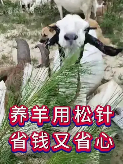 养羊用松针省钱又省心 #养羊养羊人 #新手养羊