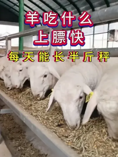 羊吃什么上膘快，每天能长半斤秤 #养羊 #养羊人 #新手养羊 #牛羊养殖