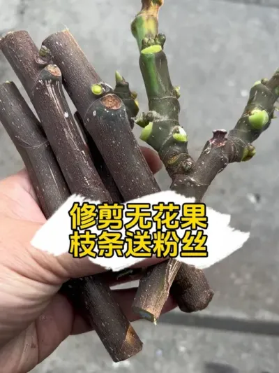 修剪一下无花果枝条送粉丝，剩下留着自己扦插。明年希望果苗多多哈！ #盆栽果树 #无花果 #盆栽无花果 #记录我的种植生活