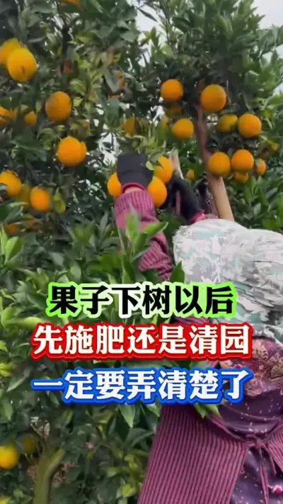 果子下树以后，先清园还是施肥#果树种植 #果树管理 #病虫害防治 #果园管理