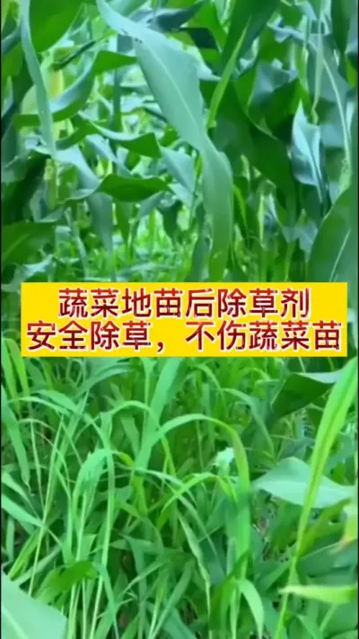 蔬菜苗后除草剂，安全除草，不伤蔬菜苗 #蔬菜除草 #除草不伤作物 #苗后除草剂 #蔬菜增产小妙招