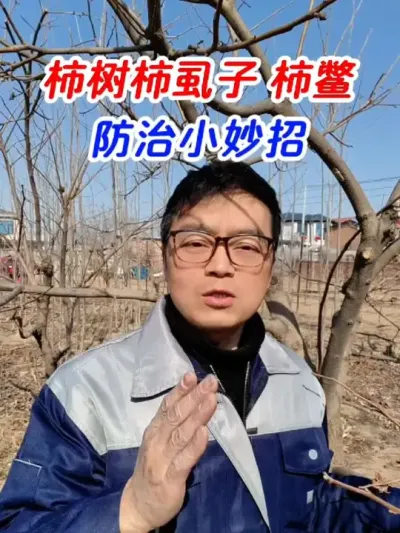 柿树柿虱子 柿鳖防治小妙招 #柿虱子 #柿鳖 #柿子树蚧壳虫专用药 #柿子 #果树 @DOU+小助手 @