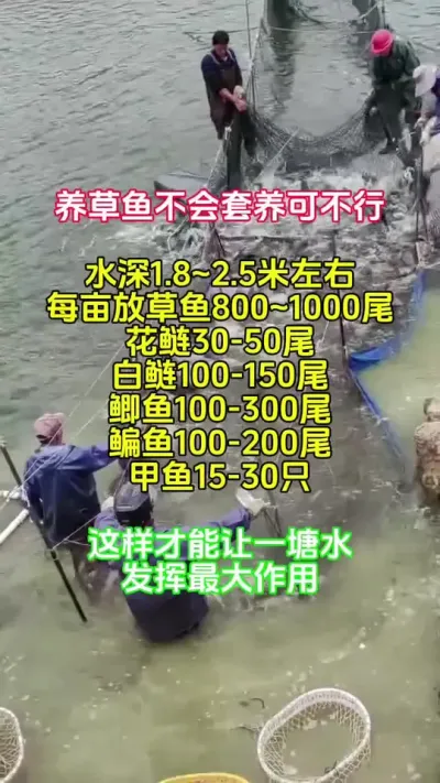 养鱼会套养，收益增一倍 #高密度养殖 #水产养殖 #鱼虾蟹养殖 #特种水产 @抖加🔥上热门🔥dou+🔥热点宝