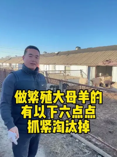 咱们做繁殖大母羊的有以下六点的抓紧淘汰#农村养牛羊  #养羊人真辛苦  #每天分享养羊知识  #养殖不易