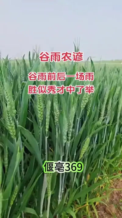 天气预报预测，谷雨后有中雨#抖音助农 #种植 #新农人 #朝晖农资