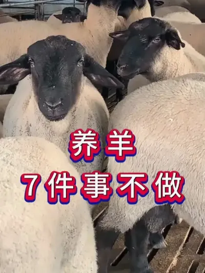 养羊7件事不做 #养羊 #养殖知识 #养羊人 #新手养羊