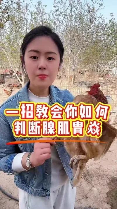 一招判断鸡群是否有腺肌胄焱 #养鸡#鸡病防治#科学养鸡#鸡鸭鹅养殖#散养土鸡