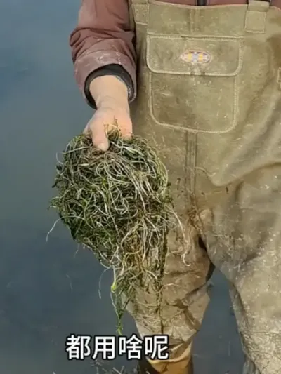 水草很干净 水草不挂脏没青苔的处理方法#水产养殖 #水草 #养蟹发哥