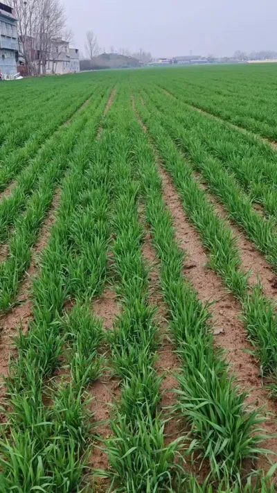为什么说3月15号之前是小麦的一个管理关键期#农业种植技术 #农业人 #抖音助农扶农 #小麦 #种地不容易