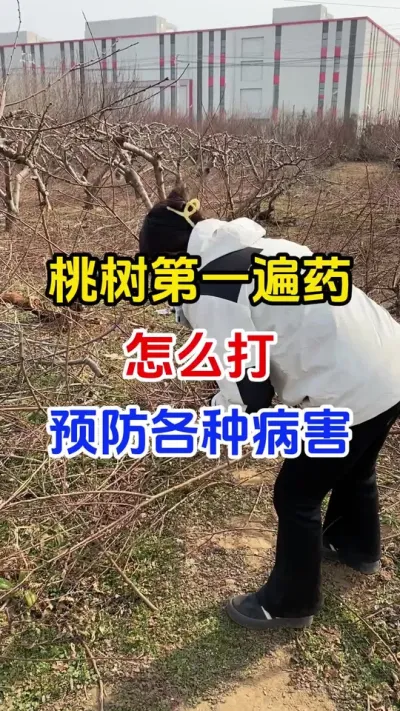 桃树病害防治#桃树种植#桃树管理#桃树病害防治#助力果农#分享农业知识帮农民增产增收