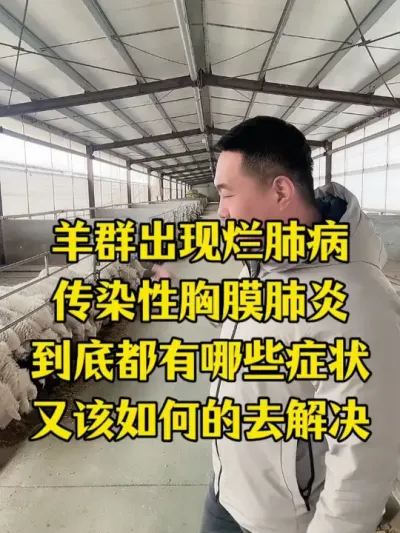羊群出现烂肺病养殖户该如何去解决和预防 #牛羊烂肺病  #牛羊养殖  #畜牧养殖  #每天分享牛羊养殖