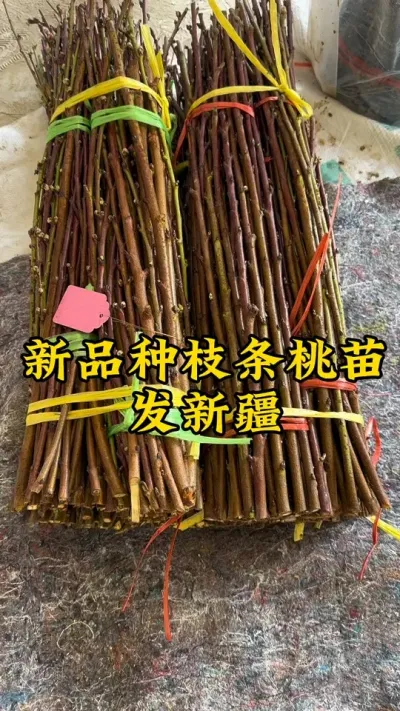 #分享农业知识帮农民增产增收 #农业种植技术 #新农人创业 #抖音致富带头人 #抖音助农 @抖音小助手 @抖音热点 @抖音创作者中心