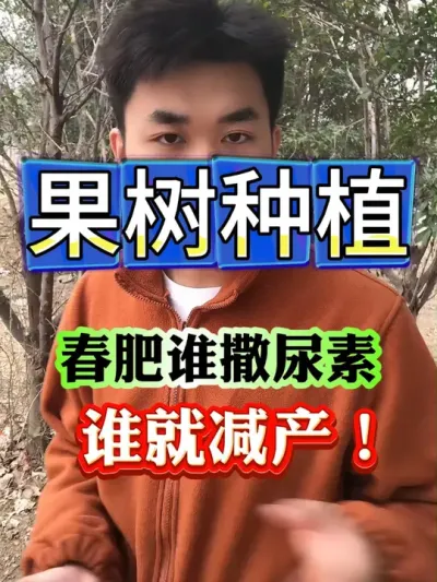 春肥谁撒尿素谁减产#果树种植 #果树管理 #果园管理