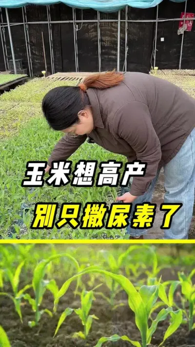 玉米想高产，千万别只撒尿素了#玉米 #农业 #三农 #玉米高产管理 #玉米种植