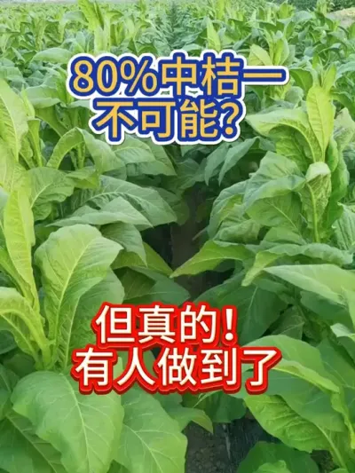 云南80%中桔一怎么种的 #烤烟 #烤烟种植技术与管理 #烤烟种植 #烟草种植